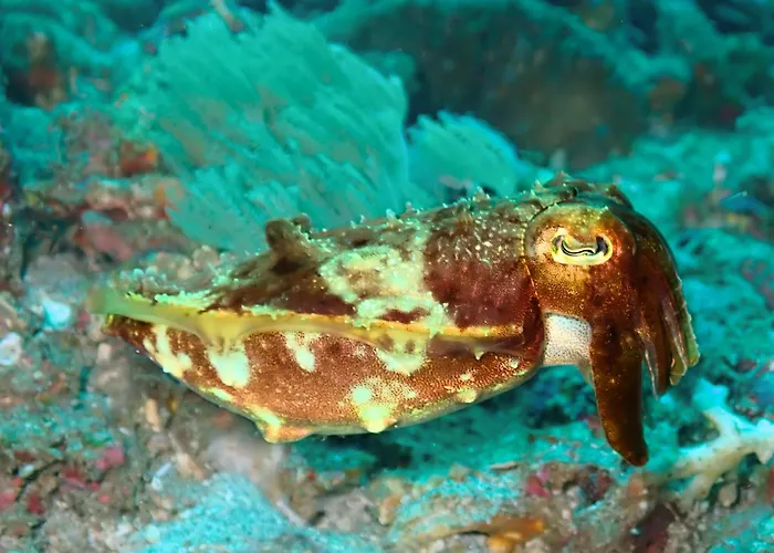 Absolute Scuba Bali Dive Resort