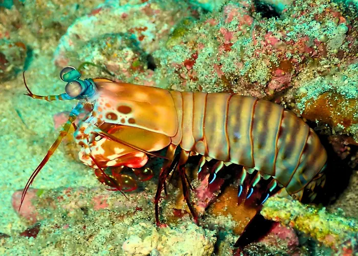 Absolute Scuba Bali Dive Resort Padangbai (Bali)