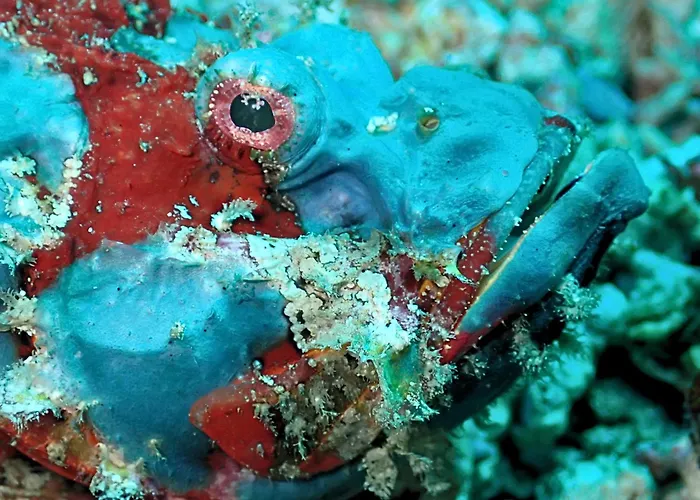 Absolute Scuba Bali Dive