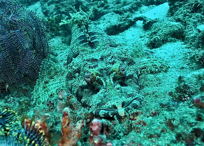 Resort Absolute Scuba Bali Dive 3*